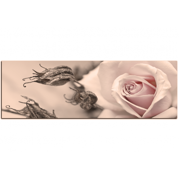 Obraz na plátně - Růže a uschlé rostliny - panoráma